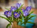 flower_cake-10.jpg