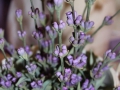 flower_cake-21