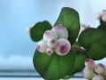 flower_cake-26