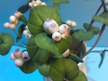 flower_cake-27