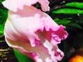flower_cake-28-1