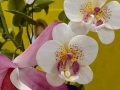 flower_cake-41-1