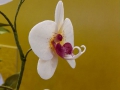 flower_cake-41-2